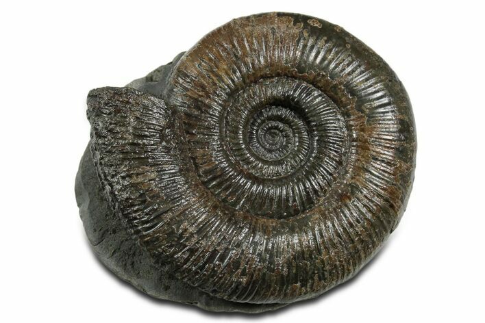 Jurassic Ammonite (Dactylioceras) Fossil - England #351142